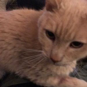 Meet your Posher, Rick